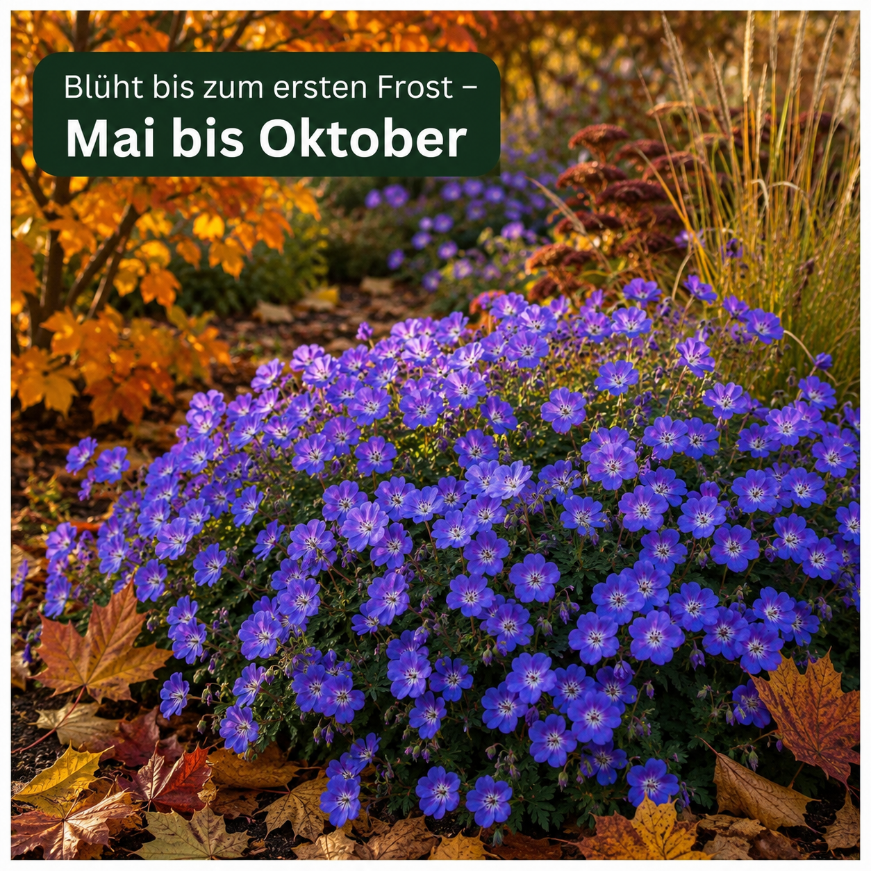Geranium Hybride 'Rozanne ®' / Blauer Storchschnabel