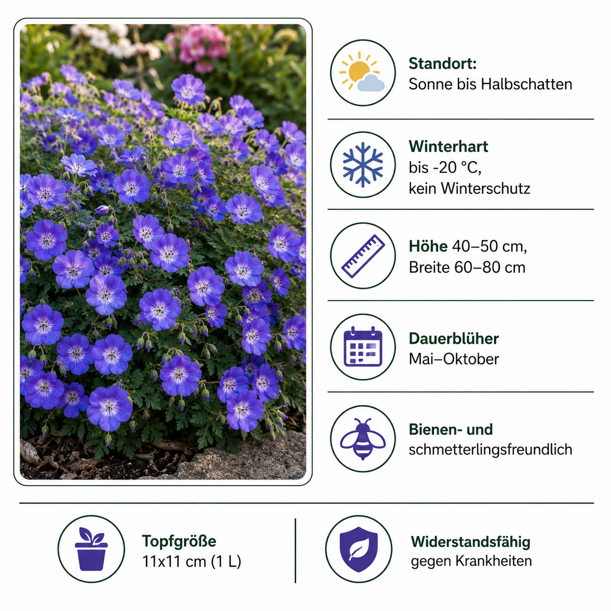 Geranium Hybride 'Rozanne ®' / Blauer Storchschnabel