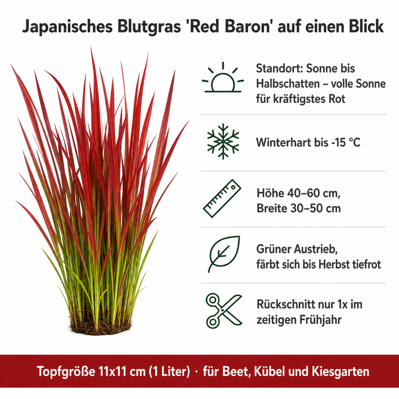 Steckbrief Japanisches Blutgras 'Red Baron': Höhe 40–60 cm, Breite 30–50 cm, winterhart bis -15 °C