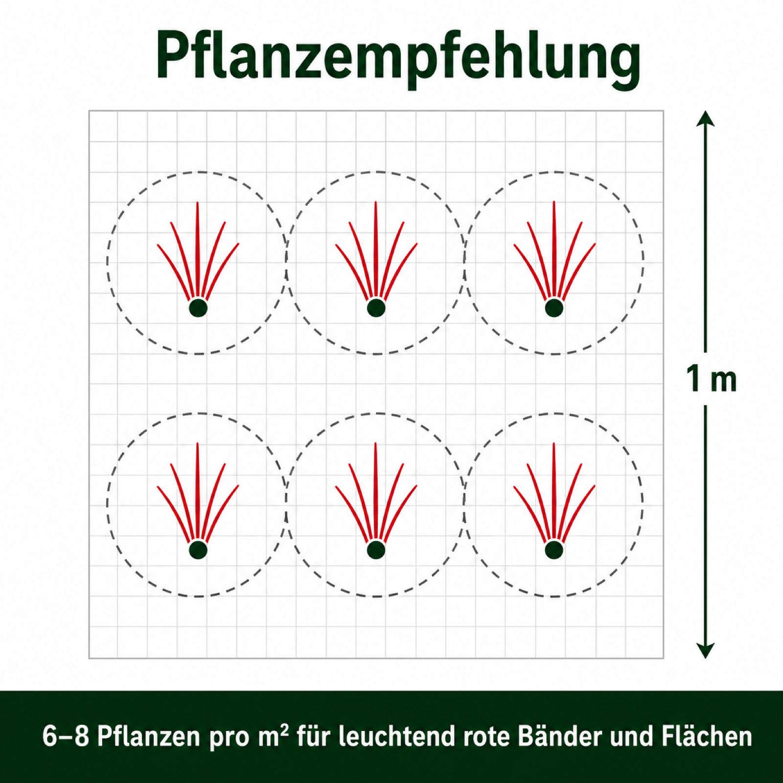 Pflanzplan Japanisches Blutgras 'Red Baron': 6–8 Pflanzen pro m² für rote Bänder und Flächen