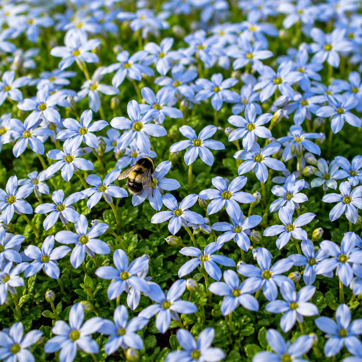 Hellblaue sternförmige Blüten des Blauen Bubikopfs aus der Nähe