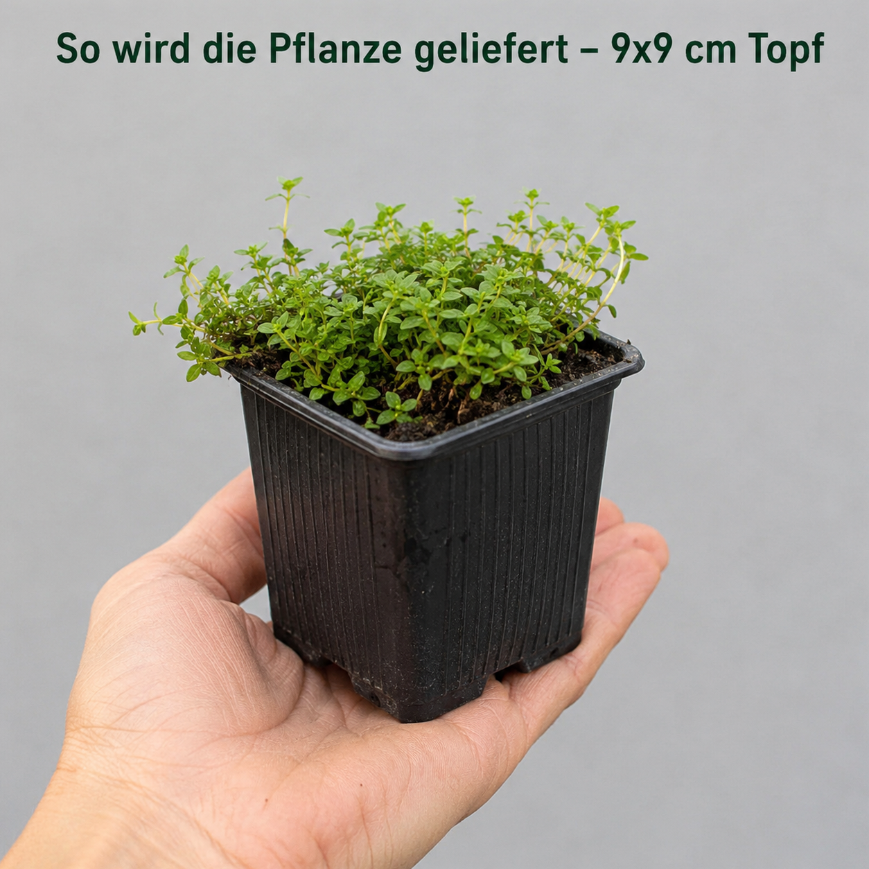 So wird geliefert: Jungpflanze Isotoma fluviatilis im 9 × 9 cm Topf