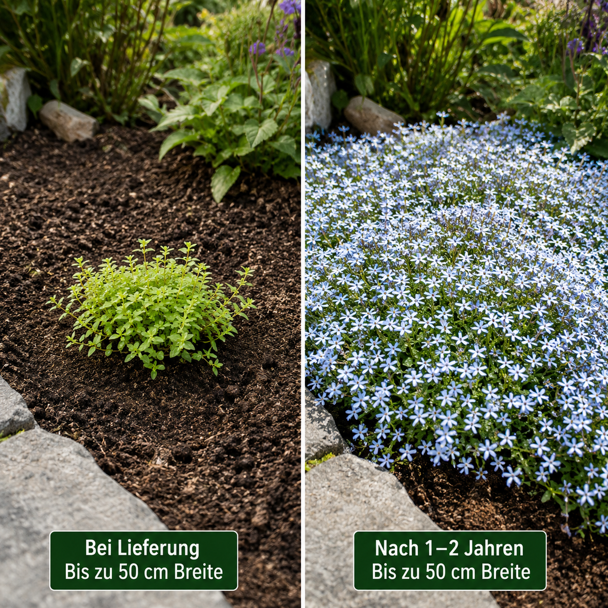 Vergleich: Isotoma fluviatilis bei Lieferung und nach ein bis zwei Jahren