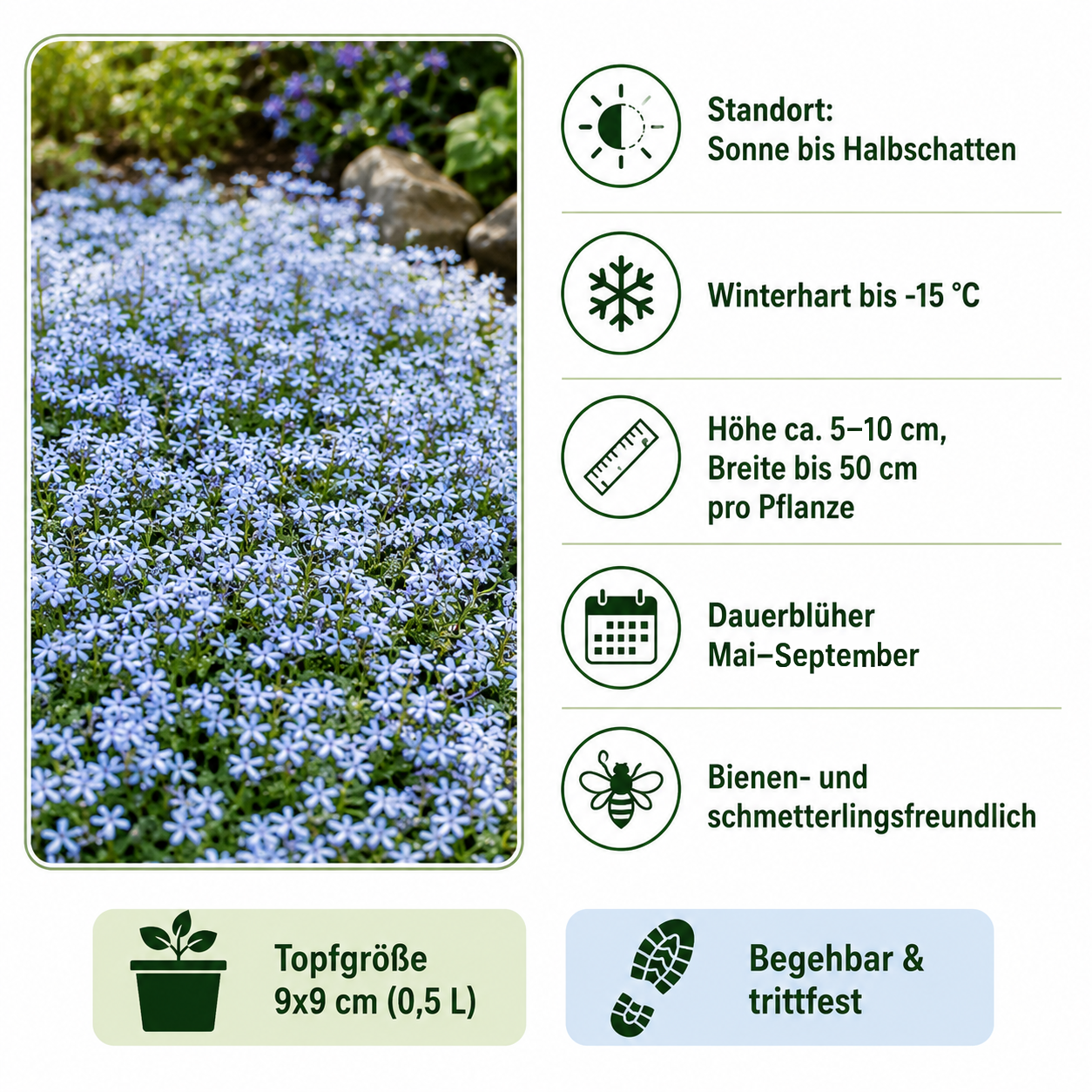 Steckbrief Isotoma fluviatilis: Sonne bis Halbschatten, winterhart bis -15 Grad, Höhe 5 bis 10 cm, Blüte Mai bis September, 9 × 9 cm Topf, begehbar