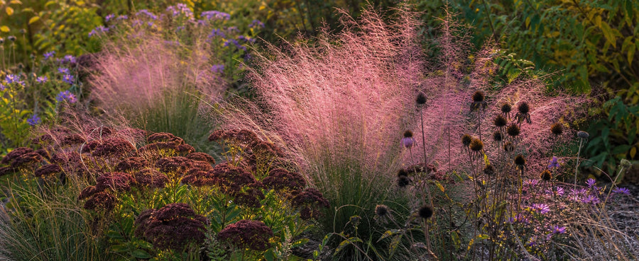 Muhlenbergia im Praeriestil mit Echinacea und Astern kombiniert