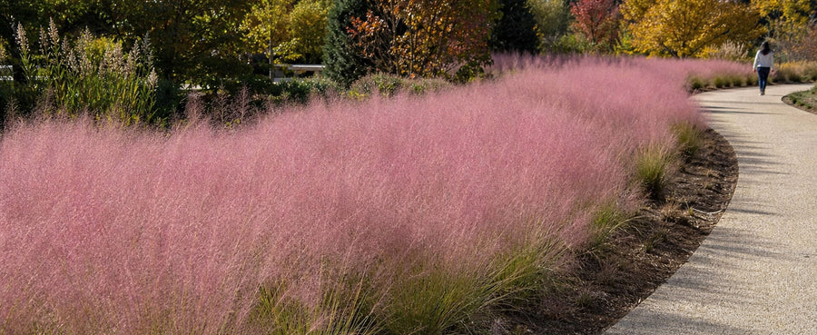 Massenpflanzung Rosa Haargras als Meer aus rosa Schleiern