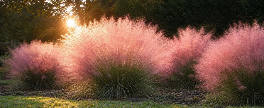Rosa Haargras im Gegenlicht der Abendsonne leuchtend