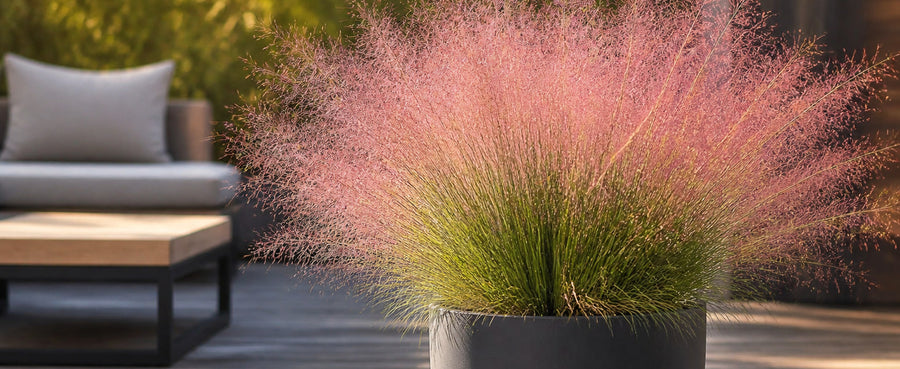 Muhlenbergia capillaris als Solitaer im Kuebel auf der Terrasse