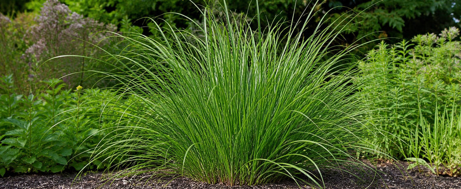 Muhlenbergia im Sommer als feiner gruener Horst