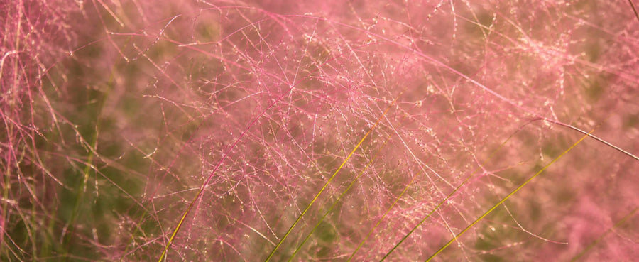 Rosa Bluetenwolke der Muhlenbergia von August bis November