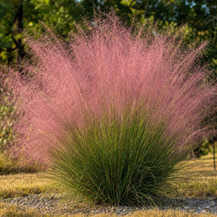 Grosser Solitaerhorst des Rosa Haargrases Muhlenbergia capillaris im Kiesbeet