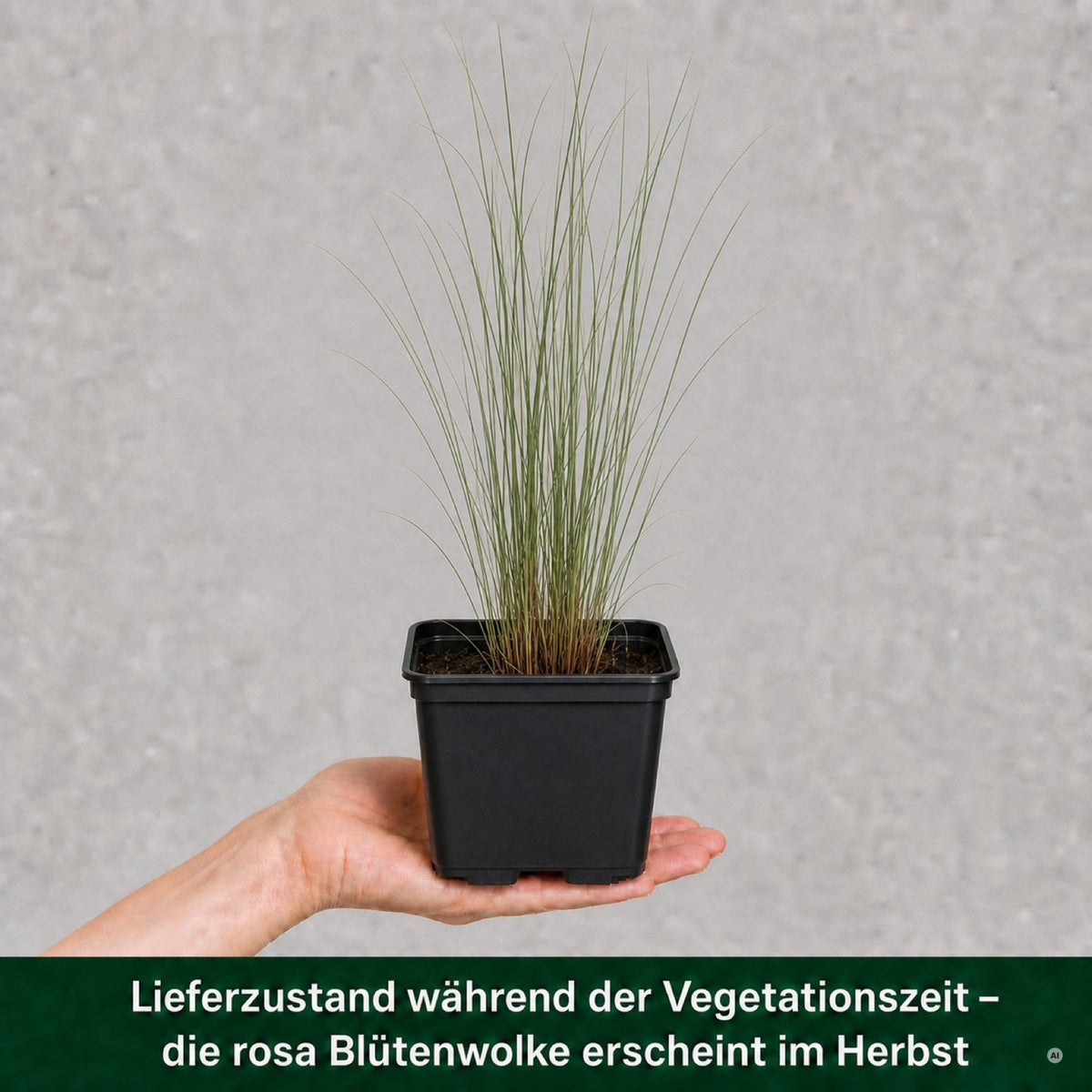 Lieferzustand Rosa Haargras im 11x11 cm Topf waehrend der Vegetationszeit