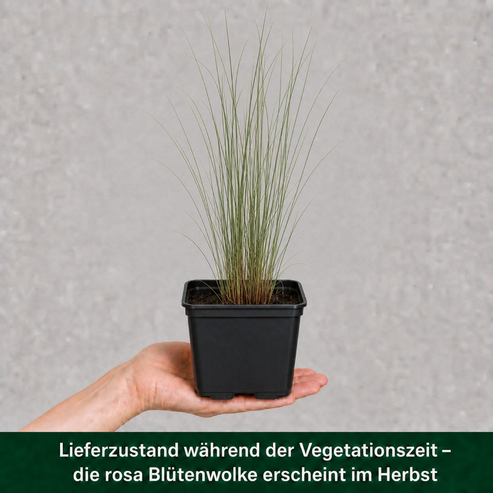 Lieferzustand Rosa Haargras im 11x11 cm Topf waehrend der Vegetationszeit