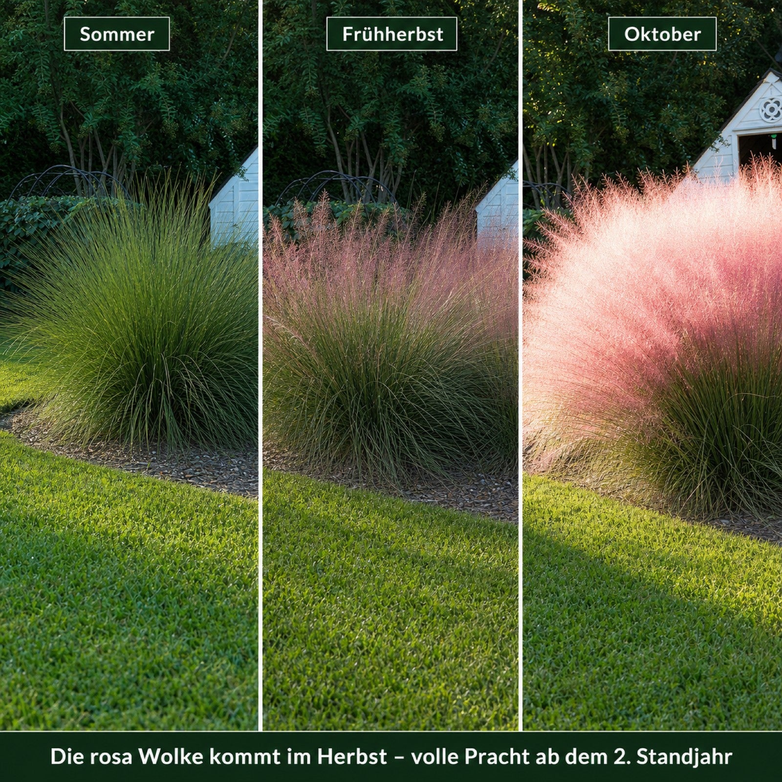 Farbentwicklung des Rosa Haargrases von Sommer ueber Fruehherbst bis Oktober im Vergleich