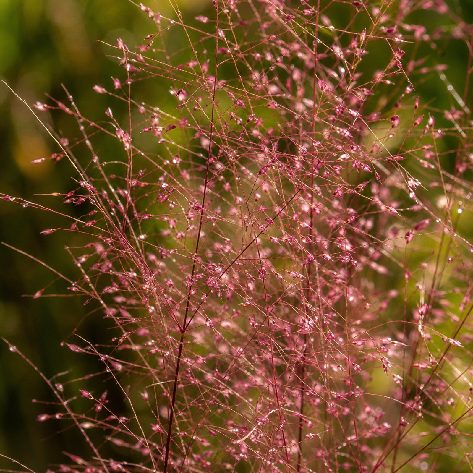 Makroaufnahme der feinen rosa Bluetenrispen des Muhlenbergia capillaris mit Tautropfen