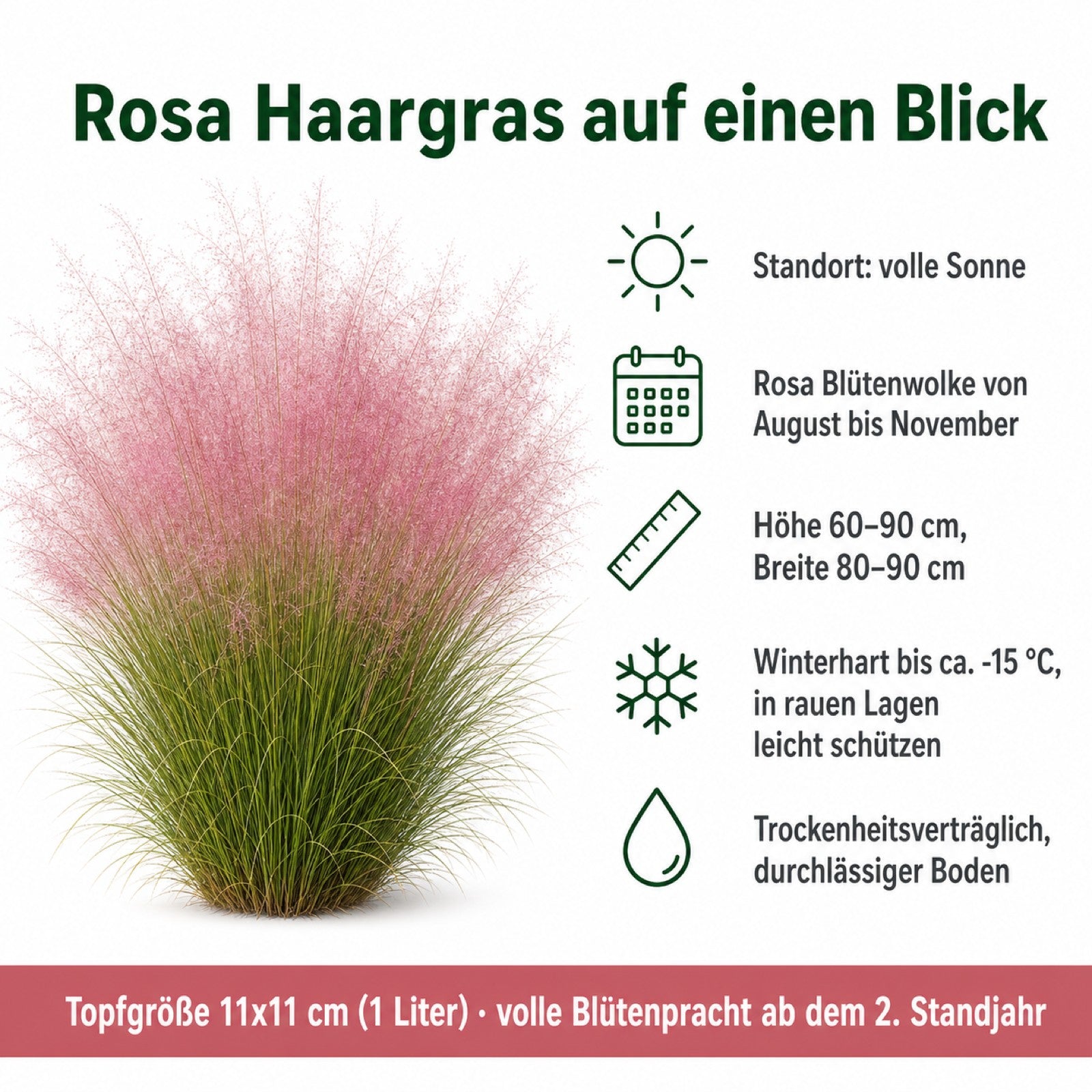 Steckbrief Rosa Haargras volle Sonne Hoehe 60 bis 90 cm winterhart bis minus 15 Grad