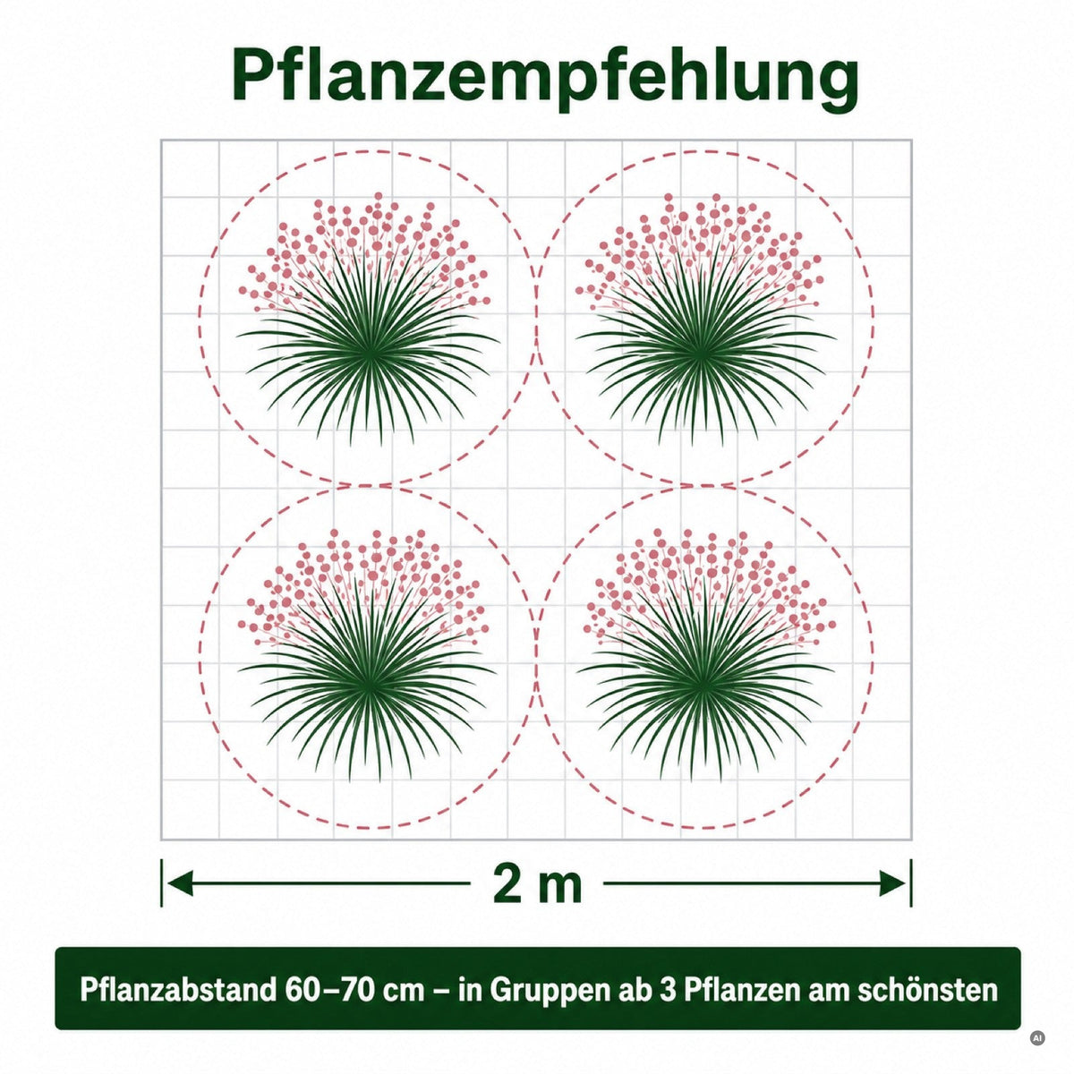 Pflanzplan Rosa Haargras vier Pflanzen auf zwei Meter mit 60 bis 70 cm Pflanzabstand