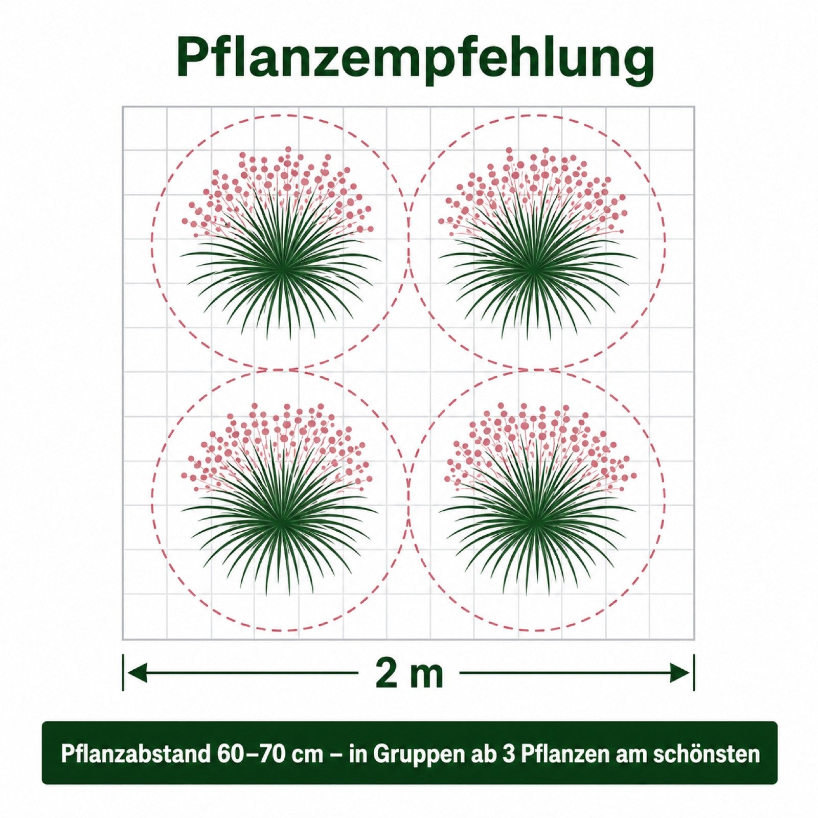 Pflanzplan Rosa Haargras vier Pflanzen auf zwei Meter mit 60 bis 70 cm Pflanzabstand