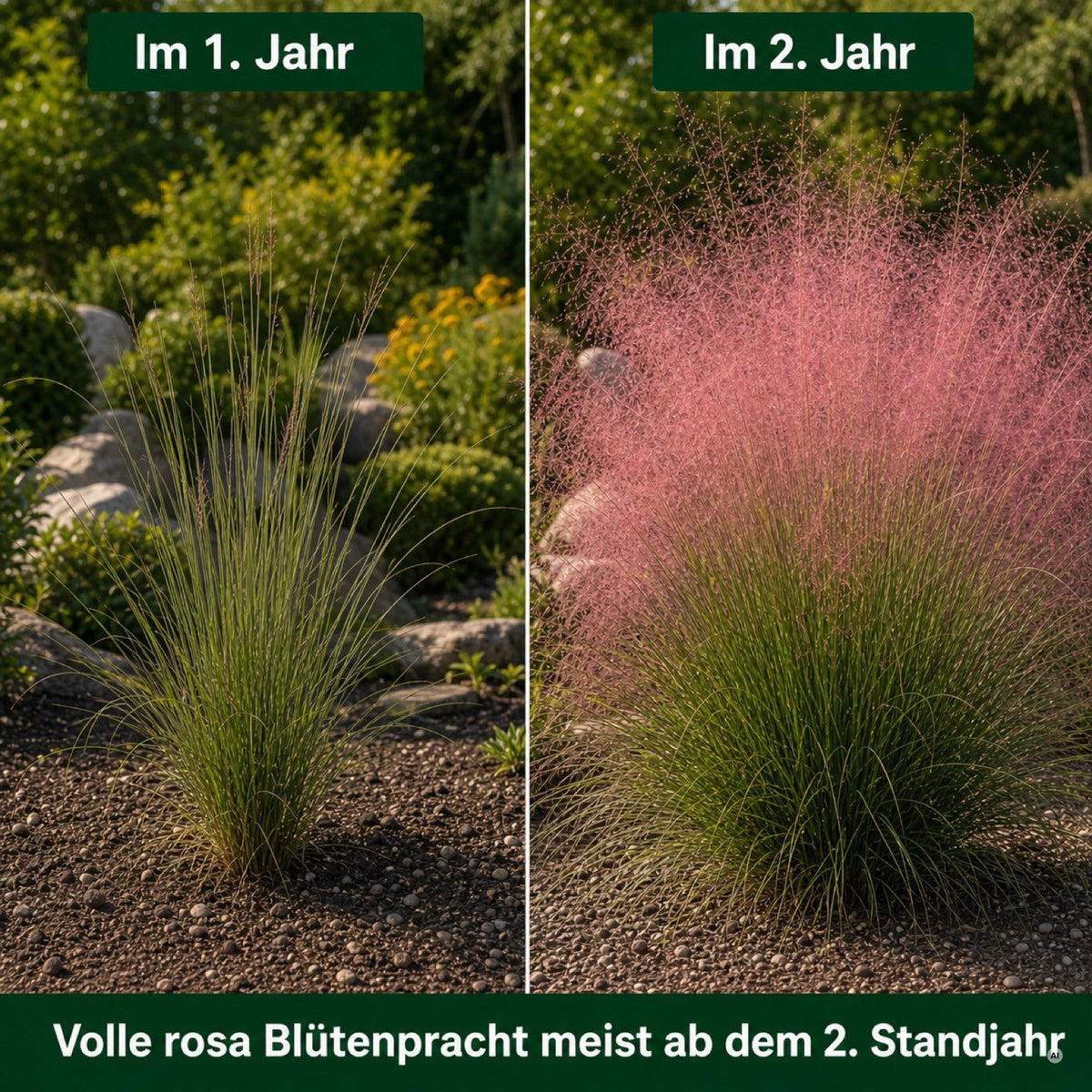 Wachstumsvergleich Rosa Haargras im ersten und im zweiten Standjahr