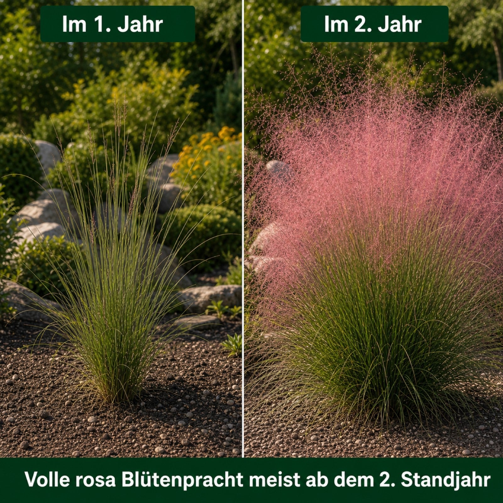 Wachstumsvergleich Rosa Haargras im ersten und im zweiten Standjahr