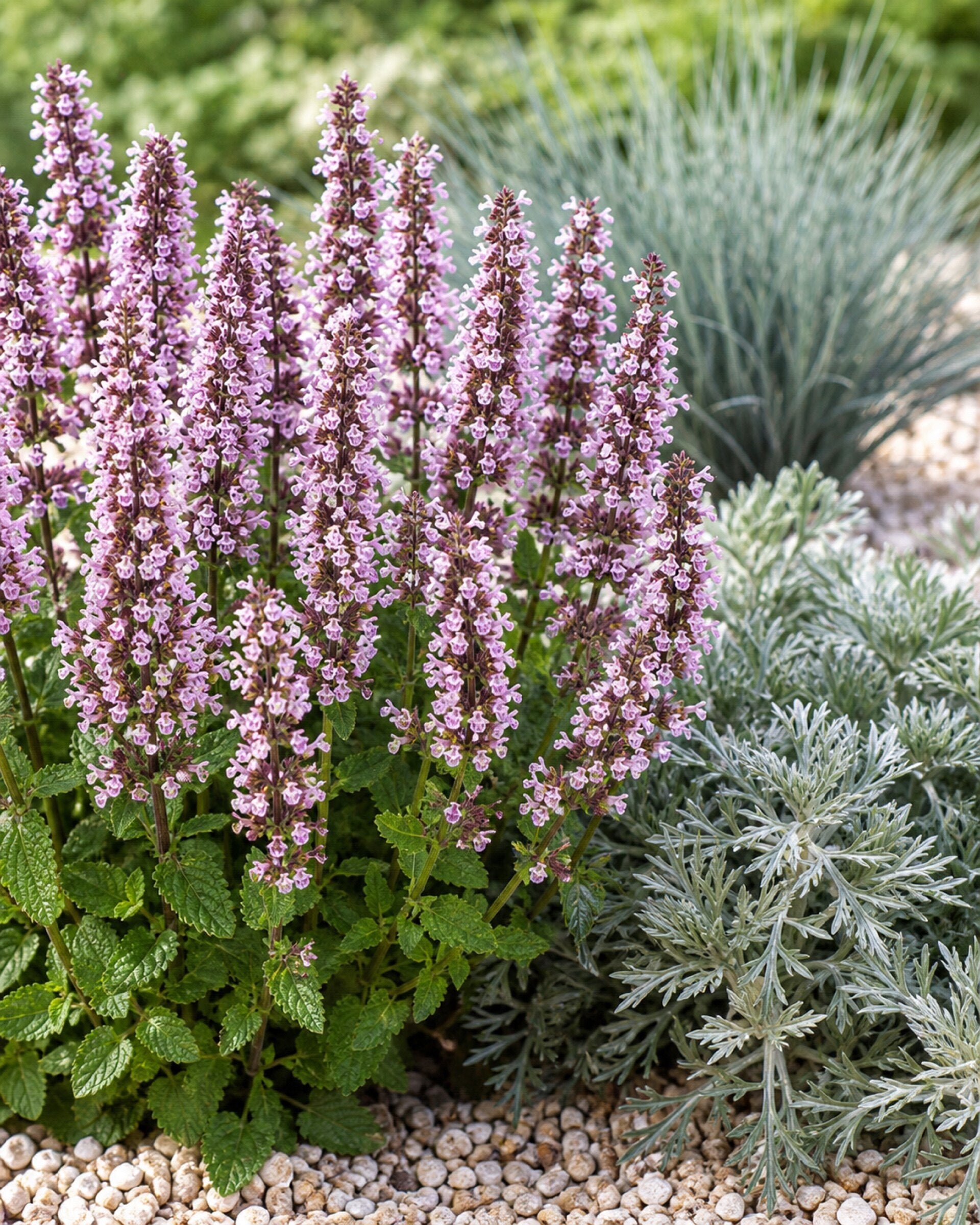 Nepeta sibirica ‚Serene Wild Orchid' Sibirische Katzenminze im Staudenbeet neben Blauschwingel und Silberraute, von Stauden Gänge.