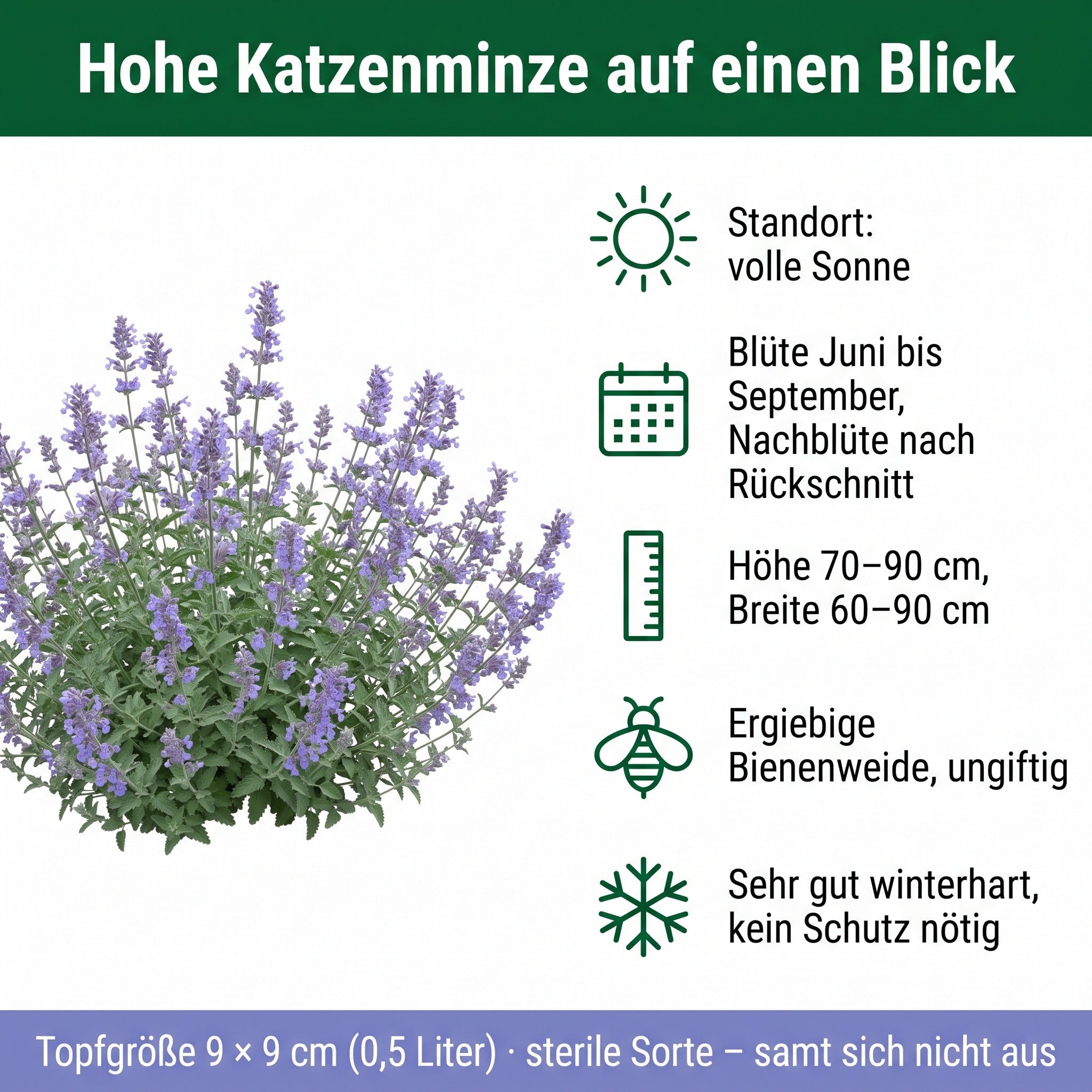 Steckbrief Hohe Katzenminze: volle Sonne, Blüte Juni bis September, 70 bis 90 cm hoch, Bienenweide, sehr gut winterhart