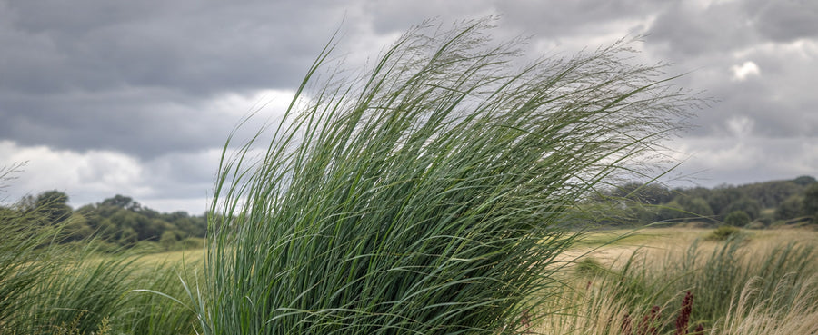 Rutenhirse Northwind im starken Wind unter dunklen Wolken, die Halme biegen sich ohne zu knicken