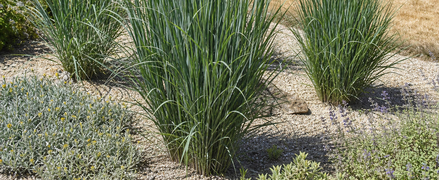 Northwind im Kiesbeet zusammen mit Lavendel und Santolina auf trockenem Standort
