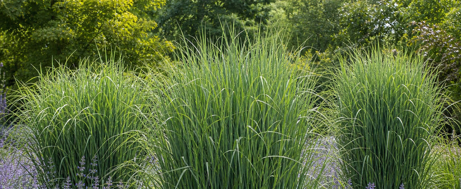 Gruene Sommerhorste der Rutenhirse Northwind neben bluehender Katzenminze