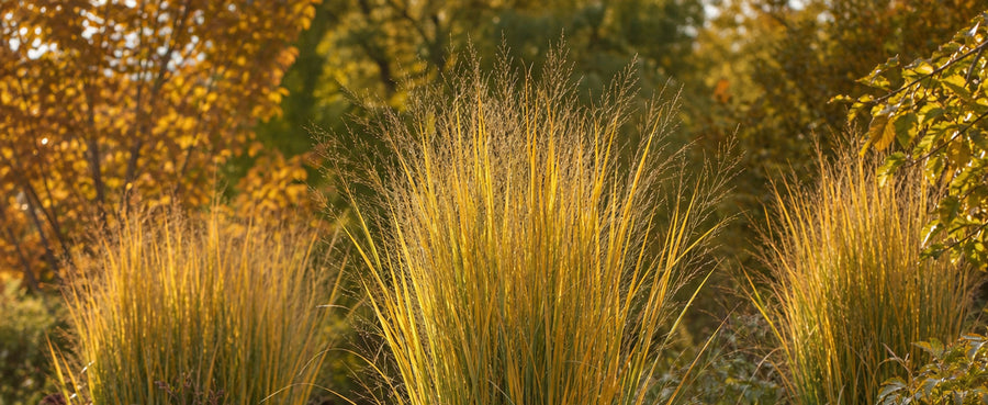 Goldgelbe Herbstfaerbung der Rutenhirse Northwind im Beet