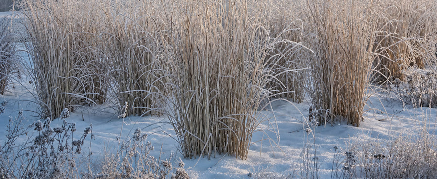 Rutenhirse Northwind mit Raureif im Winter, die Halme stehen als Struktur im Beet