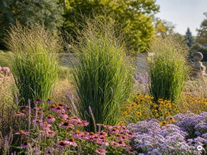 Rutenhirse 'Northwind' mit Echinacea und Astern im Prärie-Stil