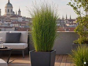Rutenhirse 'Northwind' im großen Kübel auf der Terrasse
