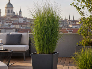 Rutenhirse Northwind in einem grossen Kuebel auf einer Dachterrasse