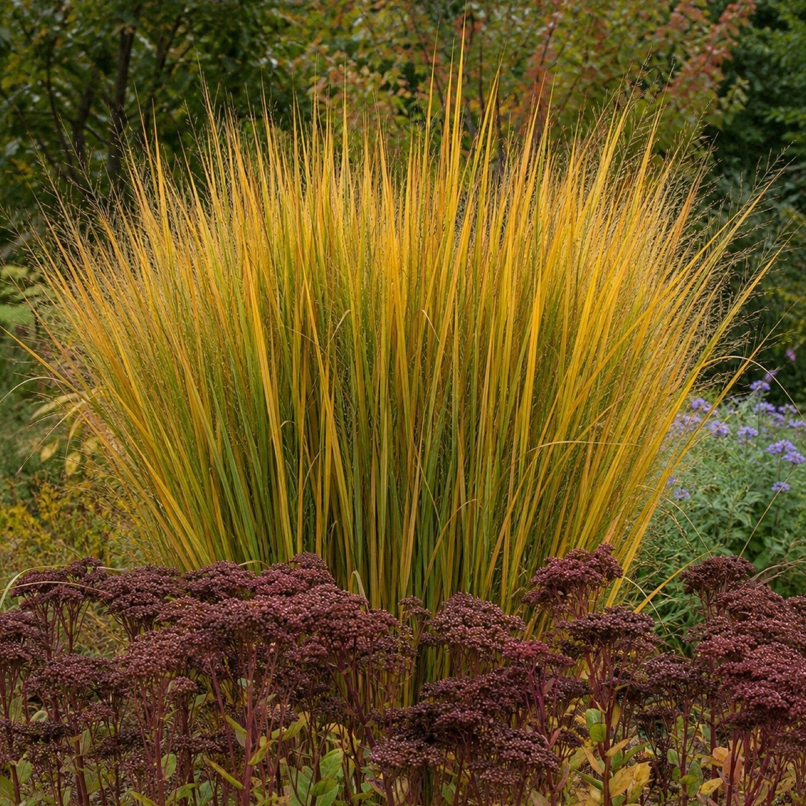 Rutenhirse 'Northwind' in goldgelber Herbstfärbung mit dunkelrotem Sedum im Vordergrund