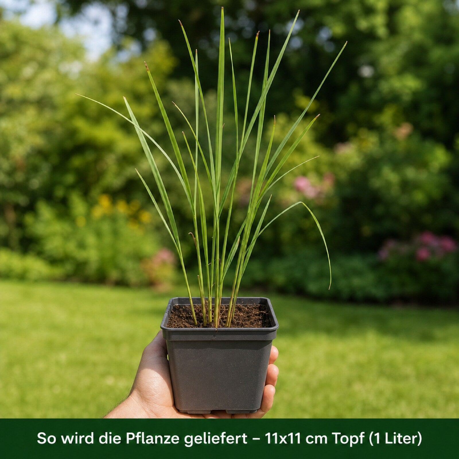 Lieferzustand der Rutenhirse 'Northwind': kräftige Jungpflanze im 11x11 cm Topf mit 1 Liter Volumen
