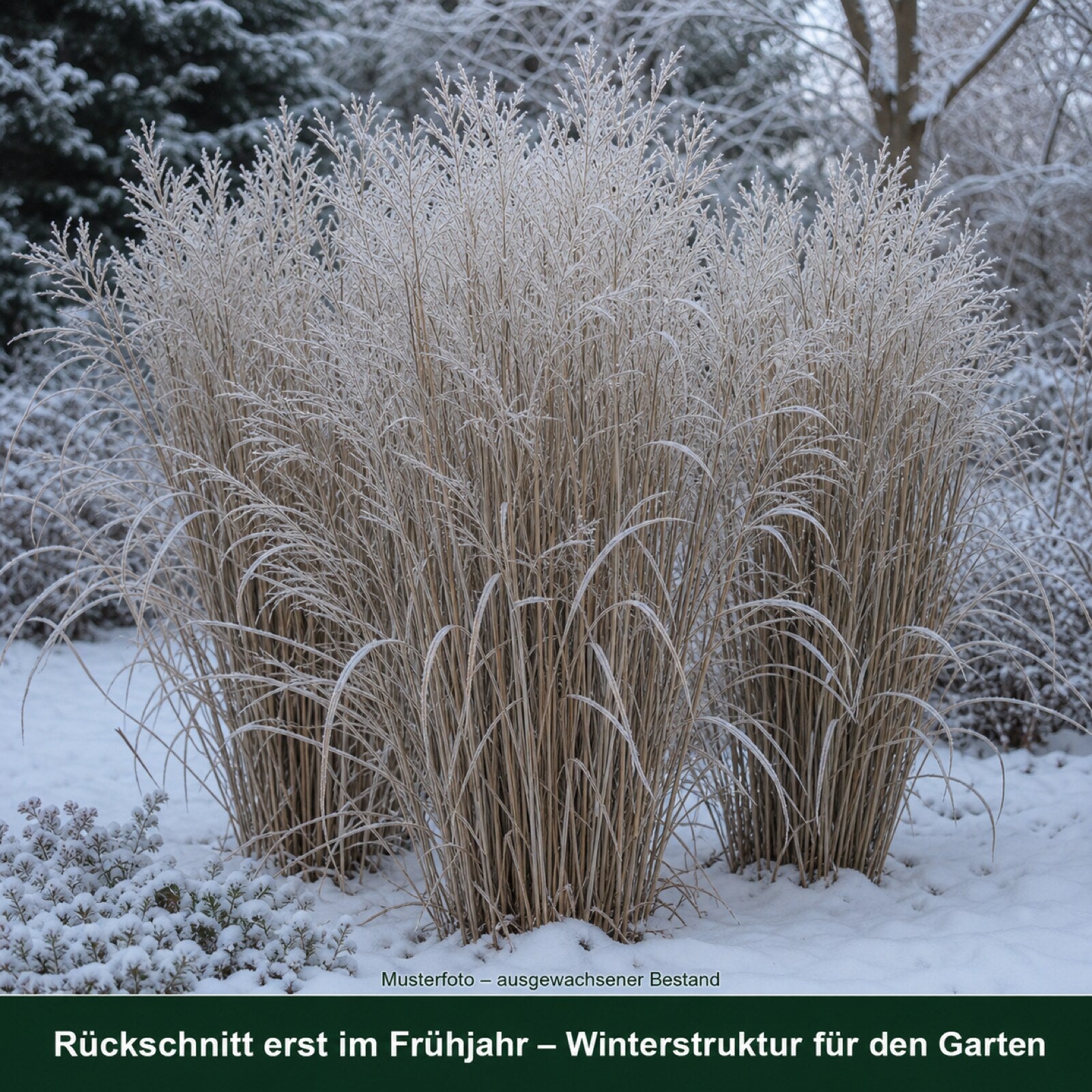 Rutenhirse 'Northwind' mit Raureif im Winter, standfeste Struktur bis zum Rückschnitt im Frühjahr