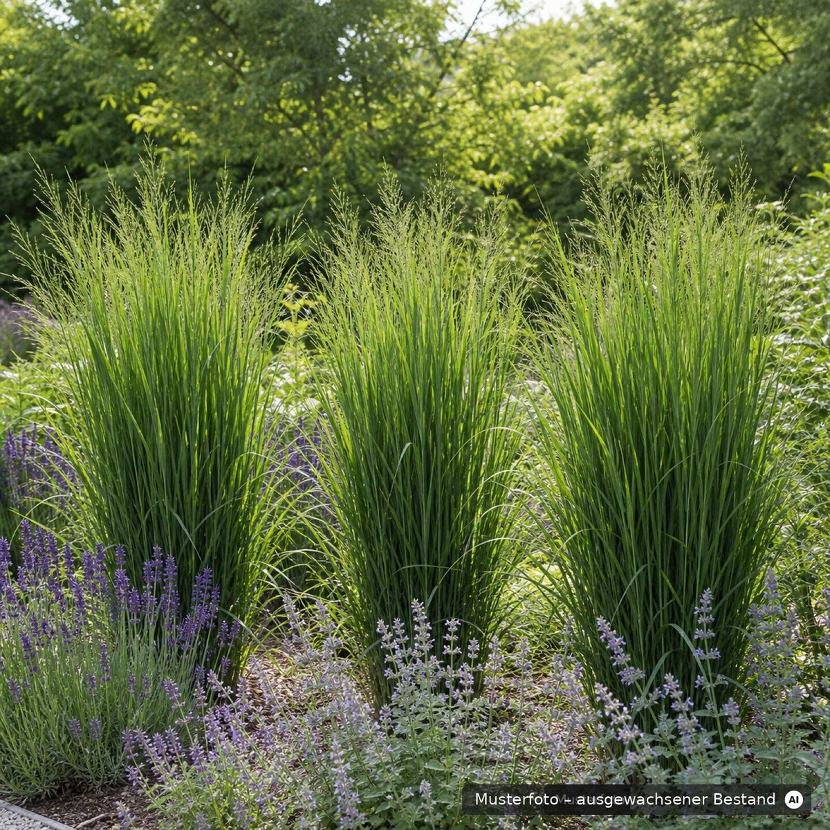 Rutenhirse 'Northwind' kombiniert mit Lavendel und Katzenminze im sonnigen Staudenbeet