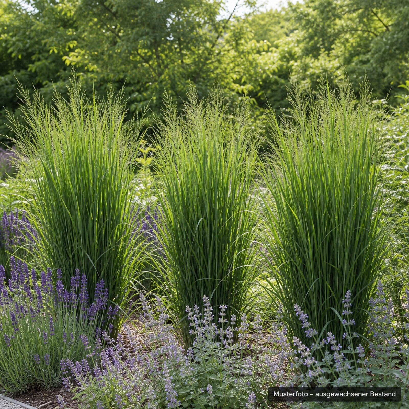 Rutenhirse 'Northwind' kombiniert mit Lavendel und Katzenminze im sonnigen Staudenbeet