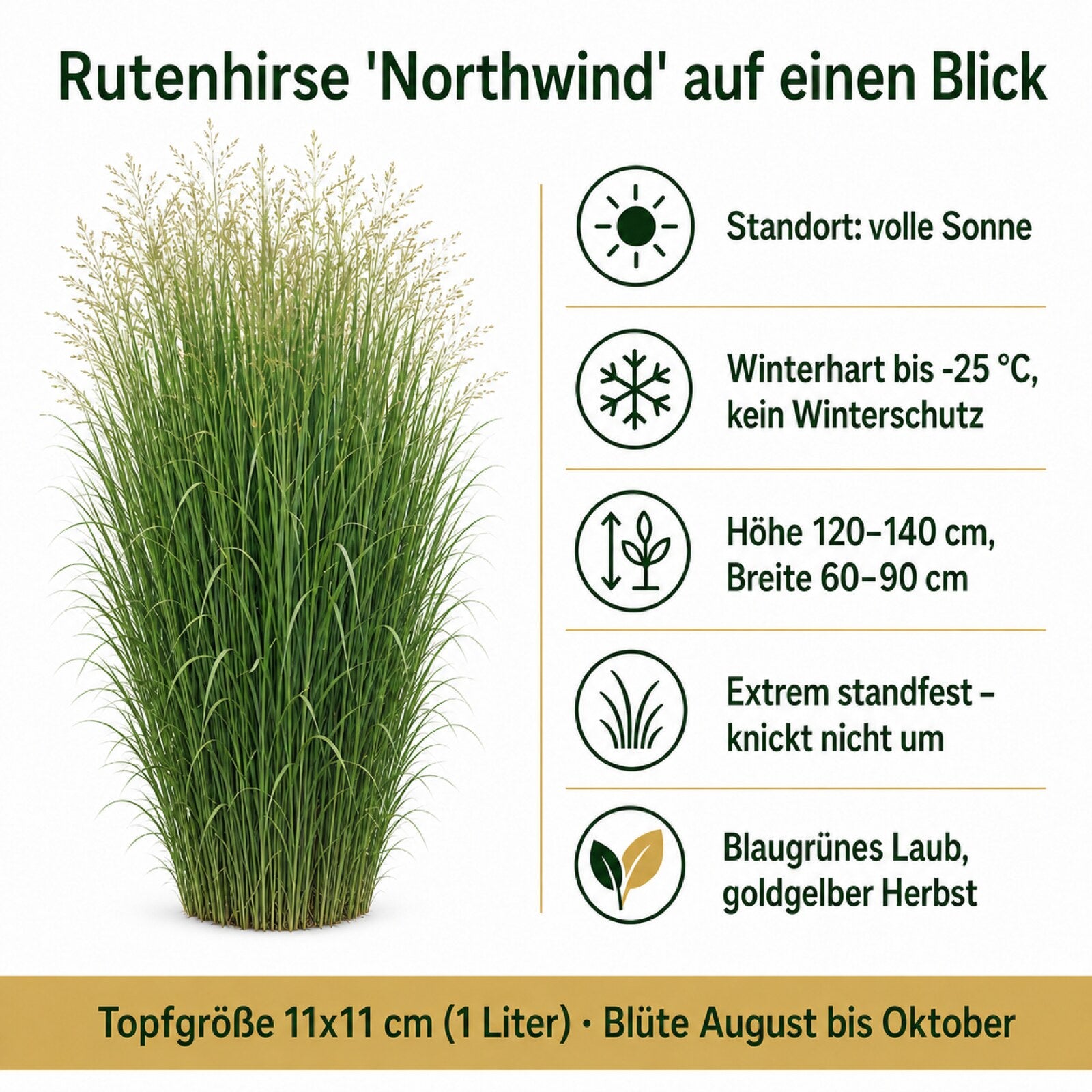 Steckbrief Rutenhirse 'Northwind': Standort, Winterhärte, Wuchshöhe, Standfestigkeit und Laubfarbe auf einen Blick