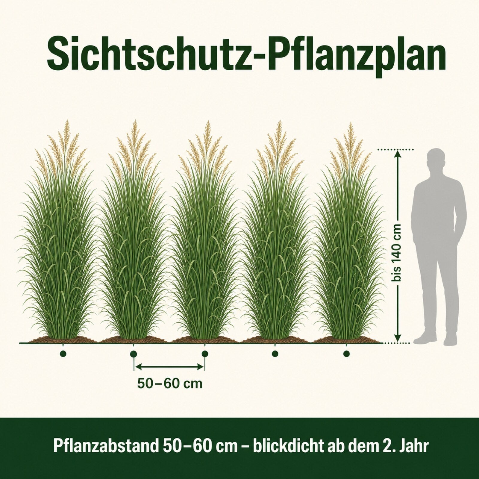 Sichtschutz-Pflanzplan Rutenhirse 'Northwind' mit Pflanzabstand 50 bis 60 cm