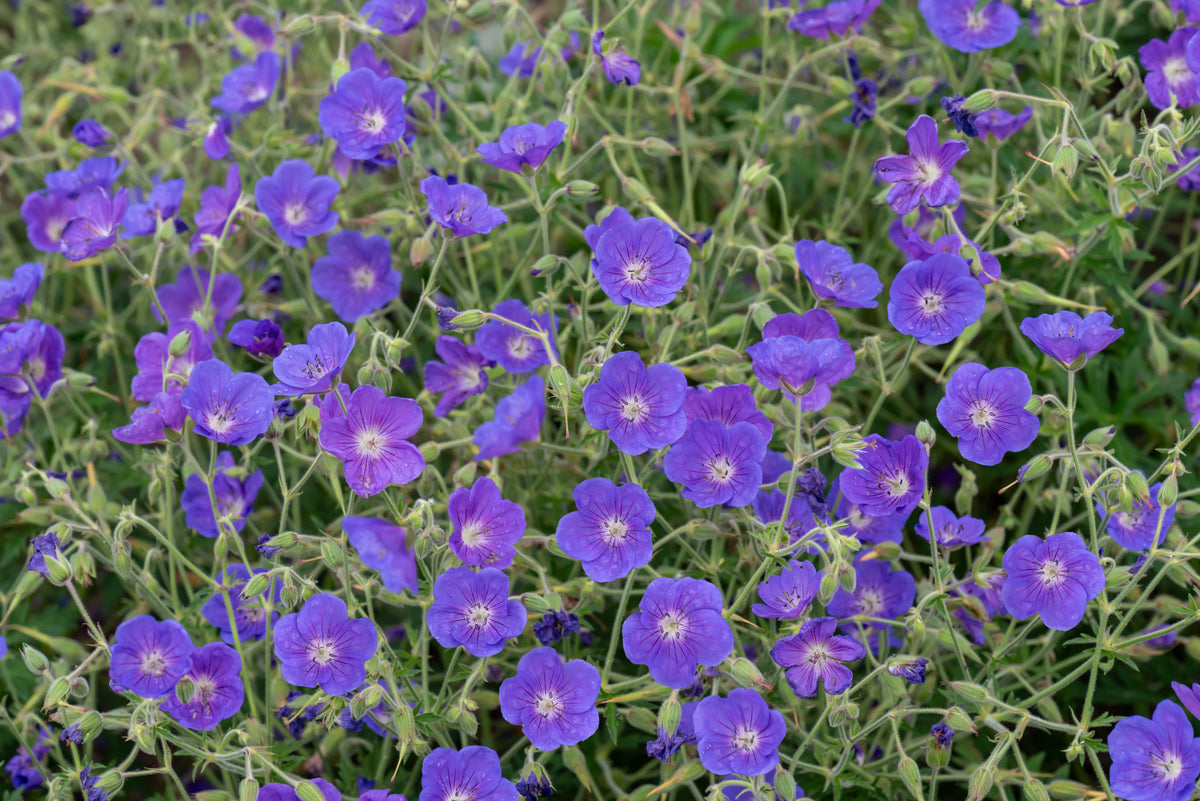 Blaue Blume der Staude Geranium pratense 'Orion' / Blauer Storchschnabel von Stauden Gänge, mit grünen Blättern und blauen Blüten