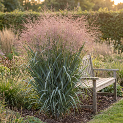 Panicum virgatum 'Dallas Blues' als Solitär im Staudenbeet, blaugraues Laub und rosaviolette Rispen neben einer Gartenbank