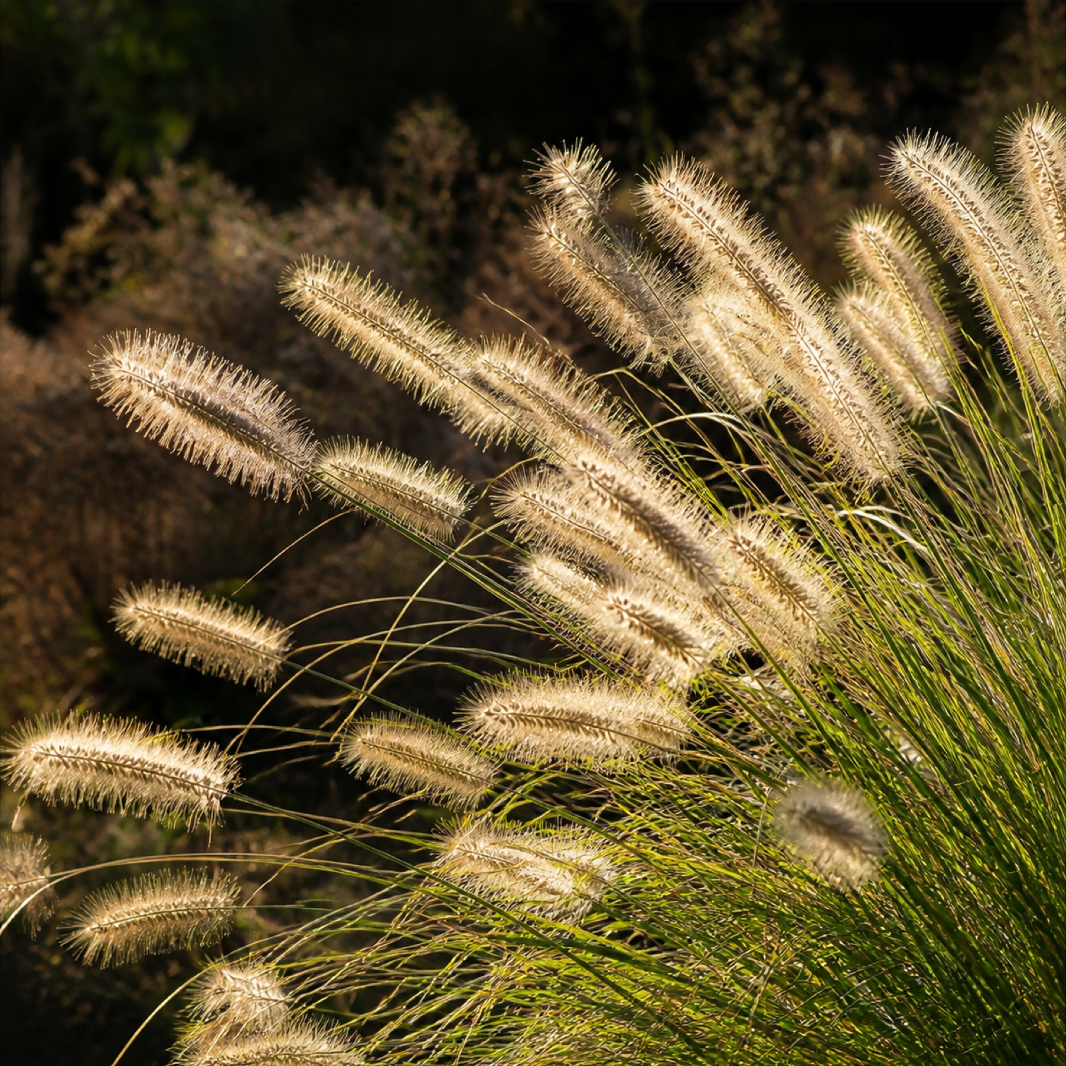 Cremeweiße Blütenähren des Pennisetum alopecuroides im warmen Gegenlicht