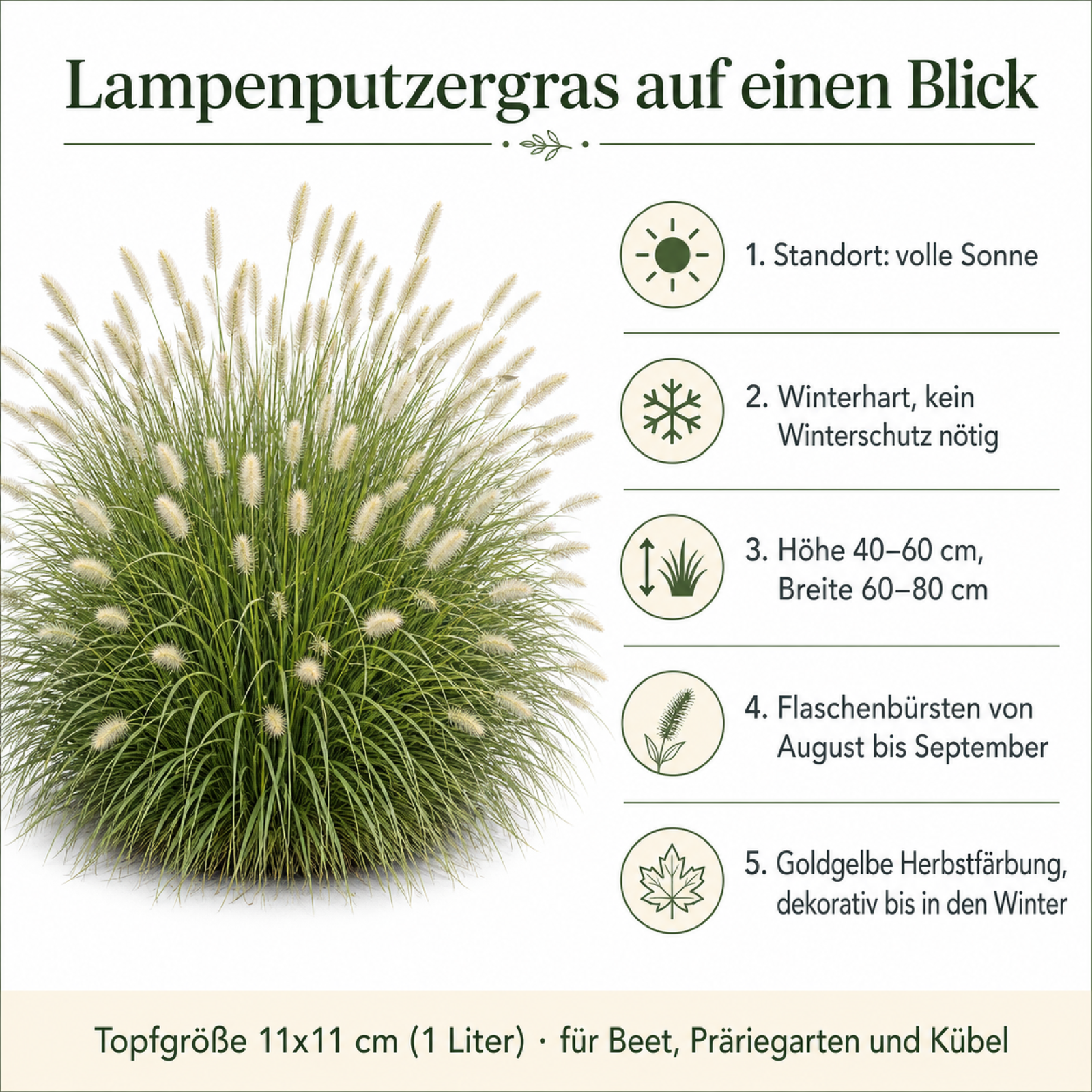 Steckbrief und Eigenschaften des Pennisetum alopecuroides Lampenputzergrases