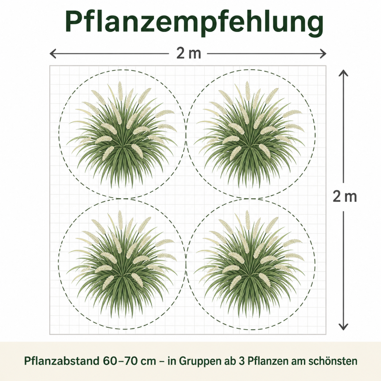 Pflanzempfehlung und Pflanzabstand für Pennisetum alopecuroides