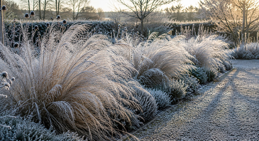 Federgras 'Pony Tails' mit Raureif am Kiesweg im Winter