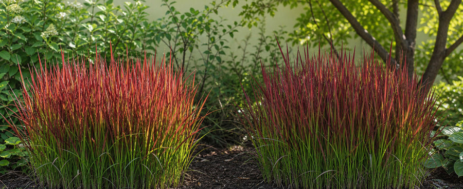 Mehrere Horste Japanisches Blutgras im lichten Schatten unter Bäumen