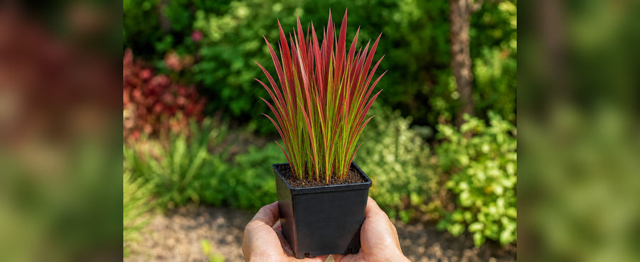 Hand hält Imperata 'Red Baron' im 1-Liter-Topf mit 11 × 11 cm