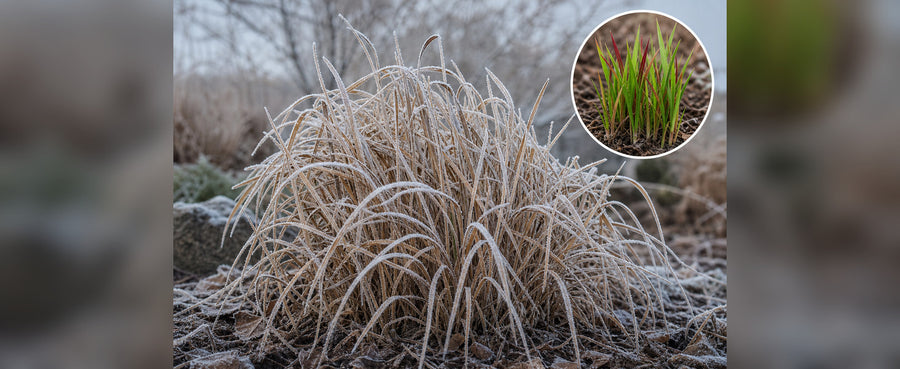 Blutgras mit Raureif im Winter, kleiner Ausschnitt zeigt den grünen Neuaustrieb im Frühjahr